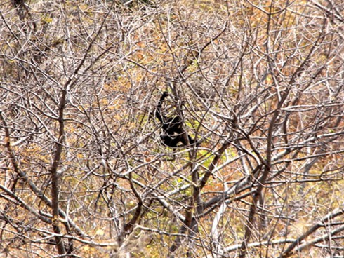 Đười ươi xuất hiện ở khu vực tháp Chăm Po Dam - ảnh 4