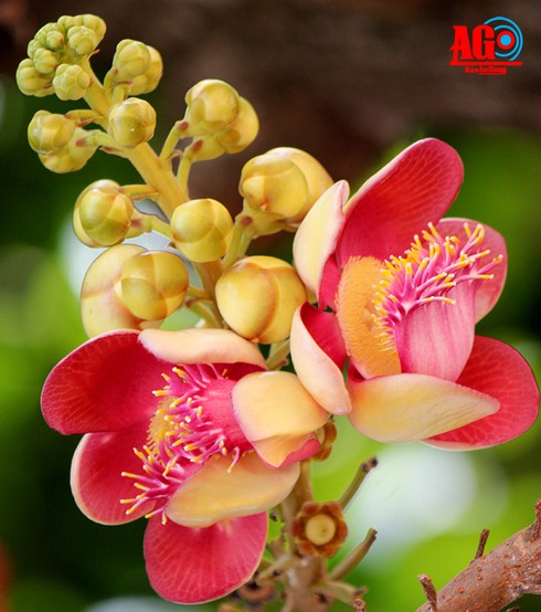 Mùa cây sala trổ bông - ảnh 1