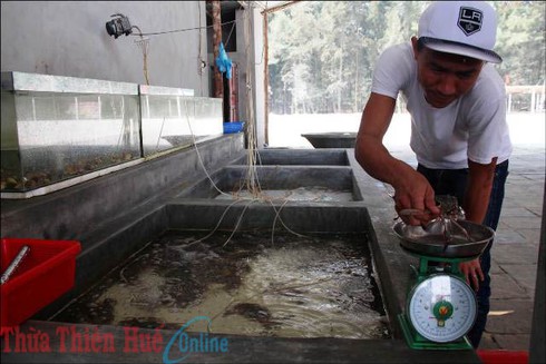 Cá chết hàng loạt: Du lịch biển vắng khách - ảnh 2