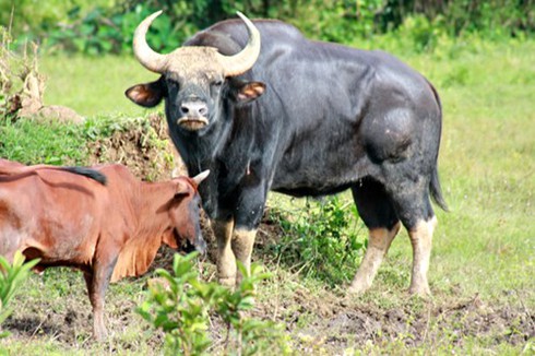 Nghiên cứu tạo giống bò mới từ bò tót và bò nhà - ảnh 1