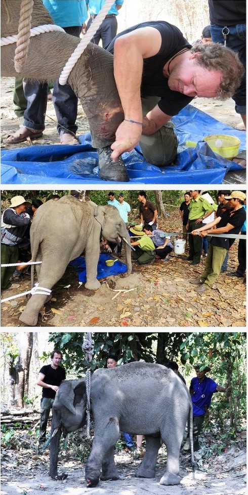 50.000 USD cho dự án bảo tồn voi Việt Nam - ảnh 1