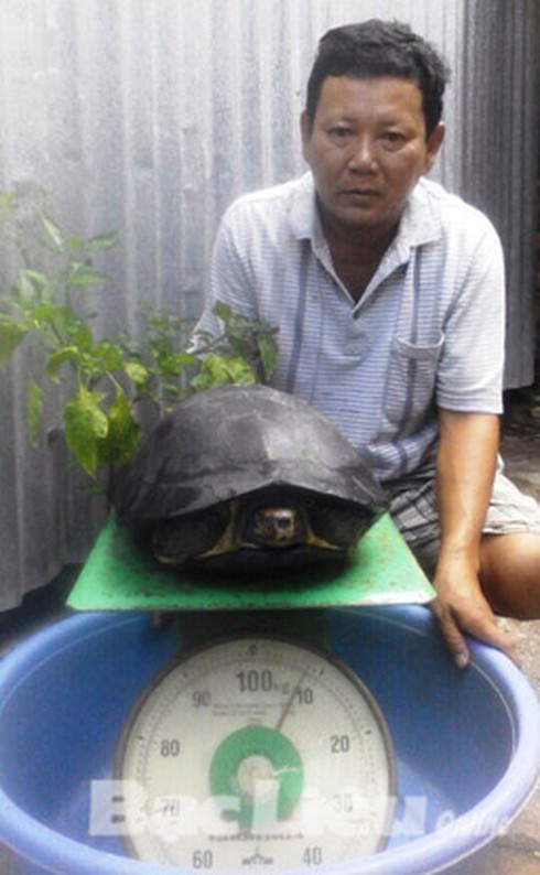 Bắt được 1 cá thể lạ giống con rùa nặng gần 9kg - ảnh 1