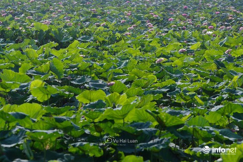 Tin nắng nóng 7/6 và dự báo thời tiết Hà Nội 10 ngày tới - ảnh 1