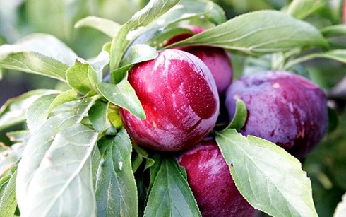 Bài thuốc từ cây mận - ảnh 1