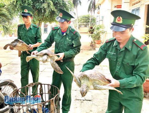 Rùa biển quý hiếm được lính biên phòng giải cứu - ảnh 1