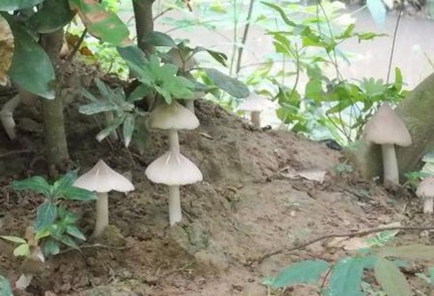 ĐBSCL: Nấm mối hơn 1 triệu đồng/kg, người có tiền cũng chưa chắc mua được hàng - ảnh 1
