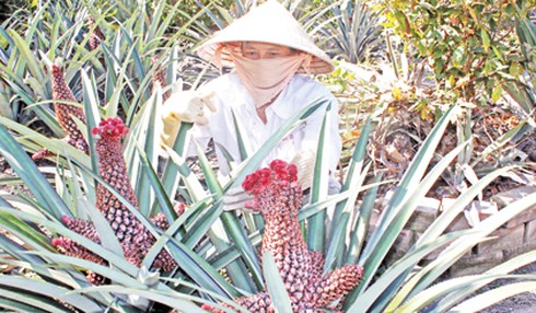 Loại trái cây độc đáo và các món ăn đặc sản làm từ khóm - ảnh 1