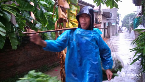 Nông dân Hà Nội đội mưa thu hoạch rau trái - ảnh 1