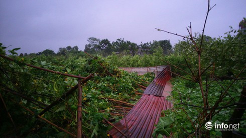 Nông dân Hà Nội đội mưa thu hoạch rau trái - ảnh 4