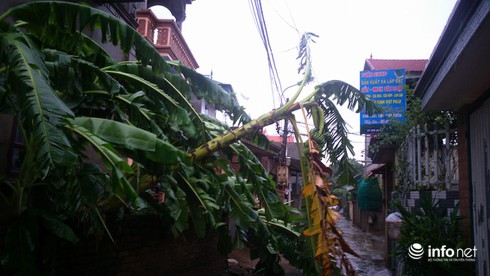 Nông dân Hà Nội đội mưa thu hoạch rau trái - ảnh 6