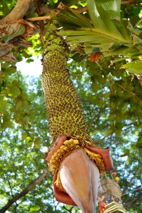 Độc đáo buồng chuối “siêu nải” - ảnh 1