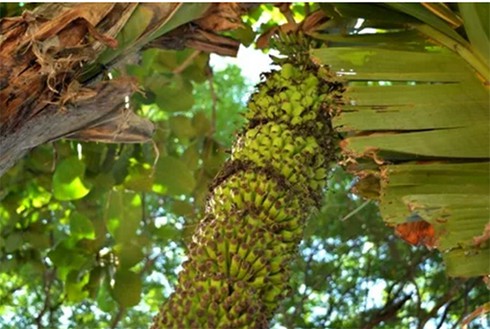 Độc đáo buồng chuối “siêu nải” - ảnh 2