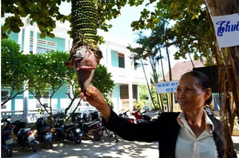 Độc đáo buồng chuối “siêu nải” - ảnh 3