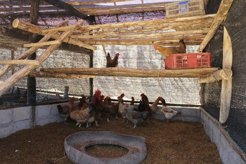 Trại gia cầm 'độc, lạ' xứ Lạng - ảnh 1