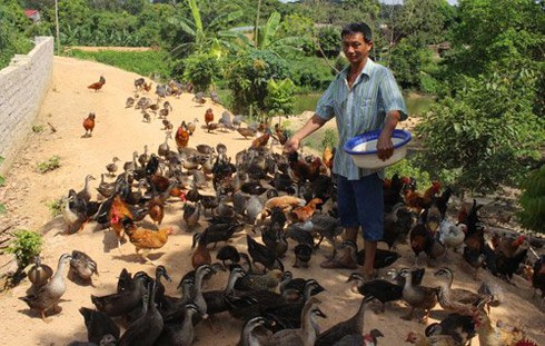Trại gia cầm 'độc, lạ' xứ Lạng - ảnh 2