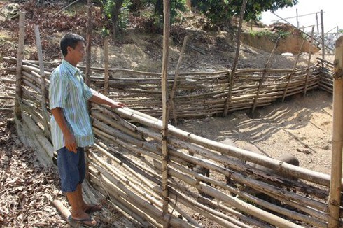 Trại gia cầm 'độc, lạ' xứ Lạng - ảnh 3