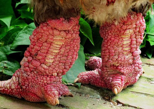 Điểm mặt những món ăn có giá trên trời ở Việt Nam - ảnh 1