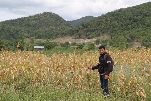 Hạn nặng giữa… mùa mưa - ảnh 1