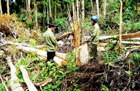 Chục đối tượng mang theo vũ khí “nóng” đi phá rừng - ảnh 1