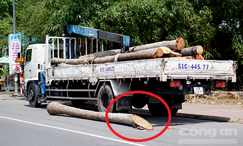 Bé trai 15 tuổi bị thân cây dừa đè chết trên đường - ảnh 1