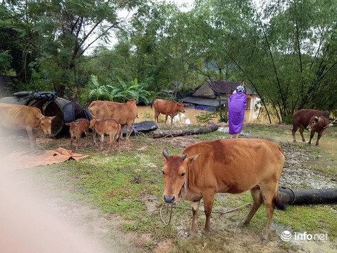 Hà Tĩnh: Mưa lũ khiến 1 người chết, 1 người mất tích - ảnh 2