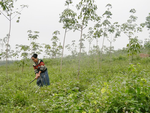 Bắc Giang hỗ trợ đồng bào DTTS phát triển rừng gắn với giảm nghèo bền vững - ảnh 1