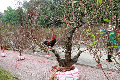 Mua đào được tặng… gà lấy may năm Đinh Dậu - ảnh 1