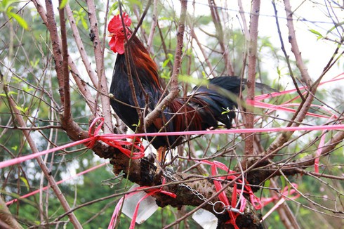 Mua đào được tặng… gà lấy may năm Đinh Dậu - ảnh 2