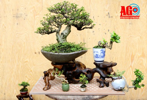 Thú chơi bonsai siêu mini - ảnh 1