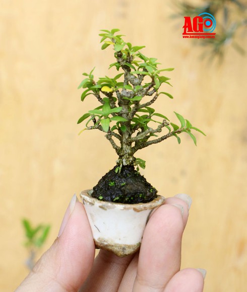 Thú chơi bonsai siêu mini - ảnh 2