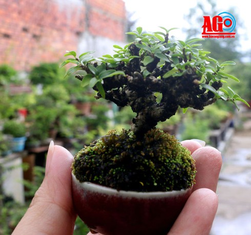 Thú chơi bonsai siêu mini - ảnh 3
