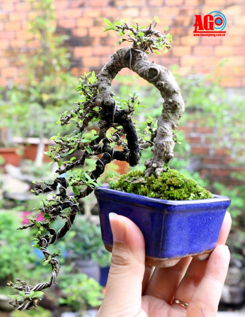 Thú chơi bonsai siêu mini - ảnh 4