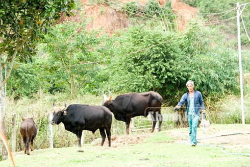 Triển vọng bò tót lai - ảnh 1