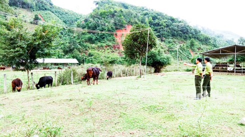 Triển vọng bò tót lai - ảnh 2