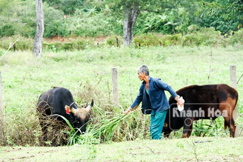 Triển vọng bò tót lai - ảnh 3