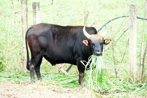 Triển vọng bò tót lai - ảnh 4