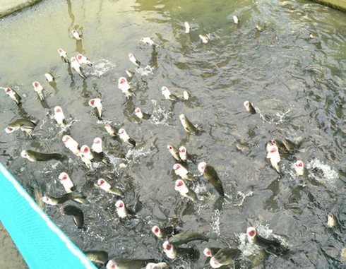 Tới cồn Sơn coi... cá lóc