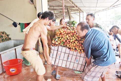Cửu vạn, mùa hốt bạc - ảnh 1