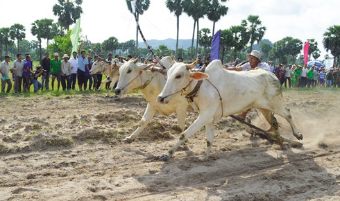Độc đáo nghề “nài bò” - ảnh 1
