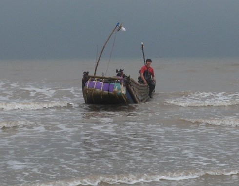 Ngư dân Trà Cổ đánh bắt được cá mập? - ảnh 2