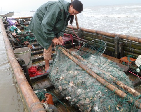 Ngư dân Trà Cổ đánh bắt được cá mập? - ảnh 10