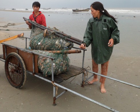 Ngư dân Trà Cổ đánh bắt được cá mập? - ảnh 13