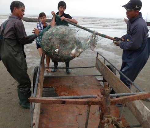 Ngư dân Trà Cổ đánh bắt được cá mập? - ảnh 12