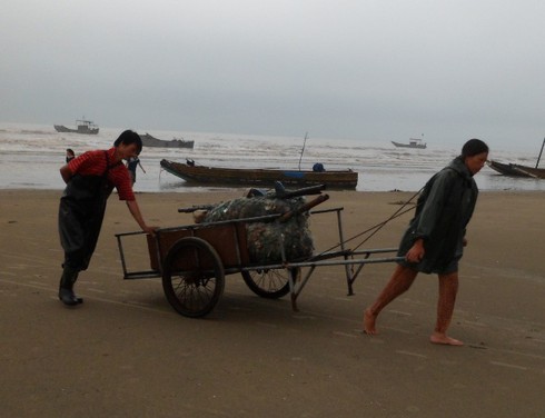 Ngư dân Trà Cổ đánh bắt được cá mập? - ảnh 14