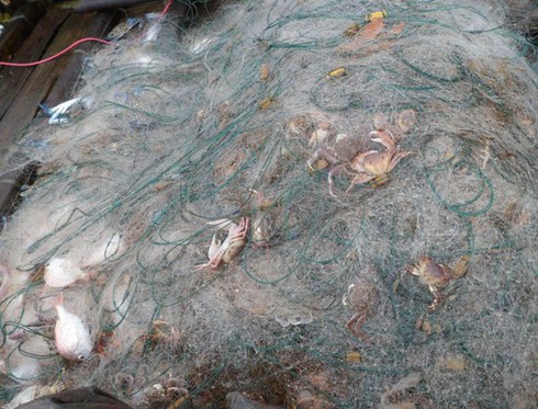 Ngư dân Trà Cổ đánh bắt được cá mập? - ảnh 5