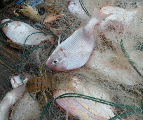 Ngư dân Trà Cổ đánh bắt được cá mập? - ảnh 6