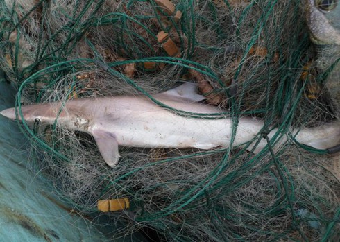 Ngư dân Trà Cổ đánh bắt được cá mập? - ảnh 7