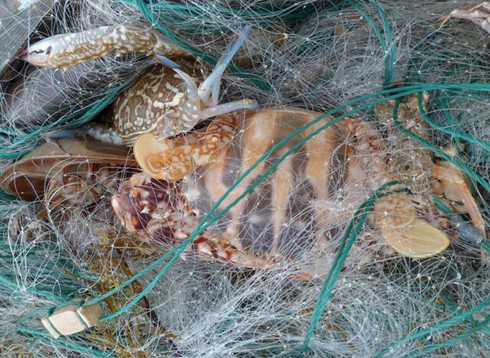 Ngư dân Trà Cổ đánh bắt được cá mập? - ảnh 8