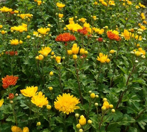 Sẽ đảm bảo giao thông tại 55 điểm chợ hoa Hà Nội - ảnh 1