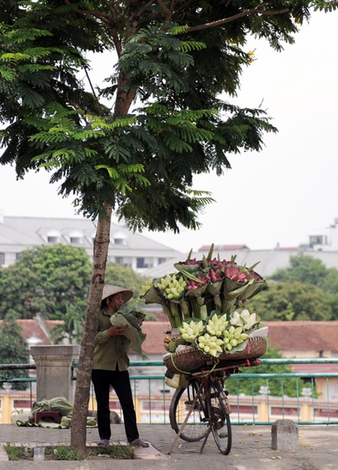 Thanh tao mùa sen Hà Nội - ảnh 2